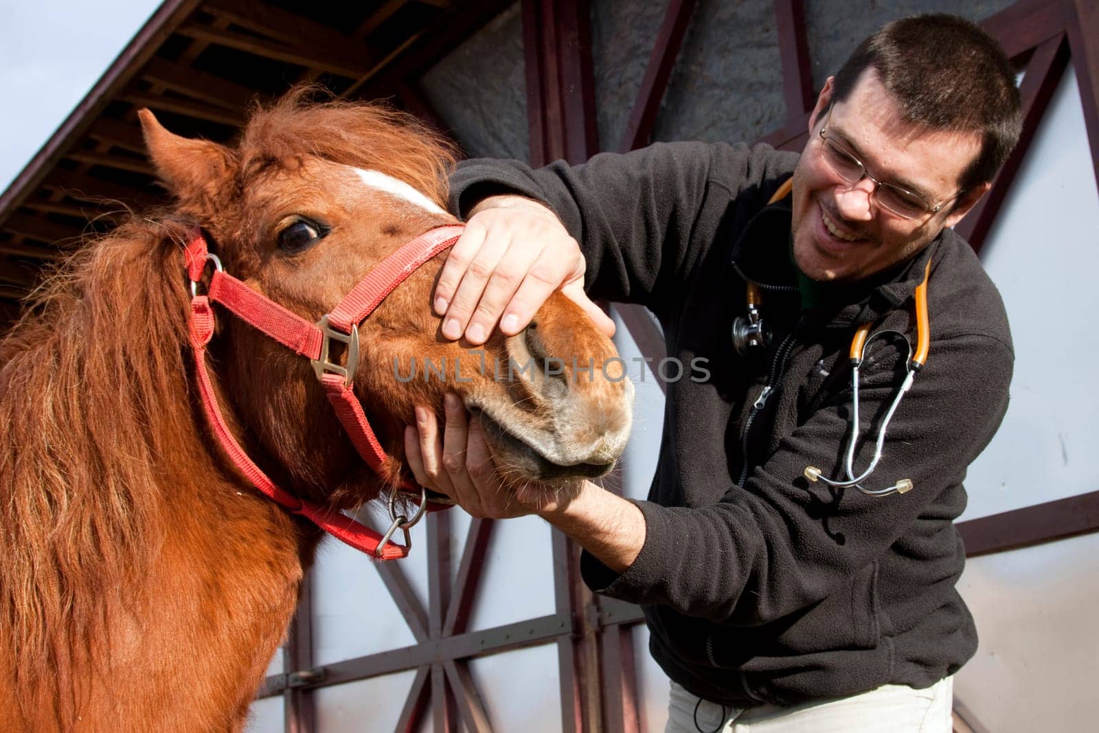 Vet examining horse
