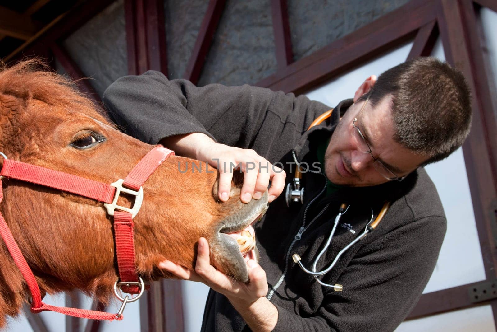 Vet examining horse