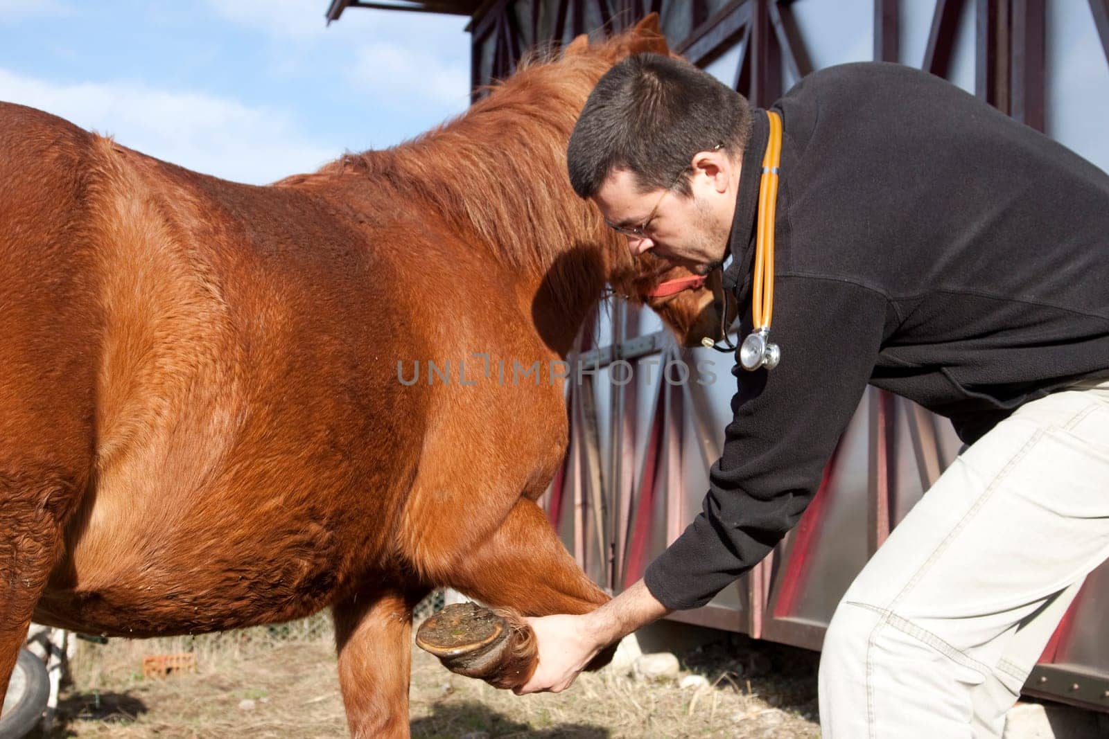 Vet examining horse