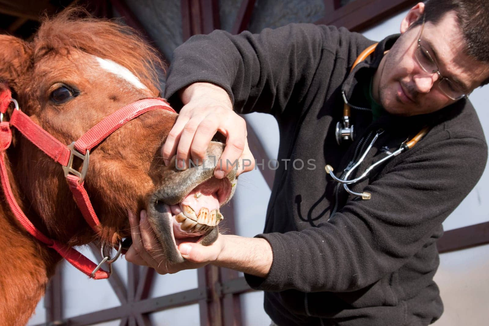 Vet examining horse