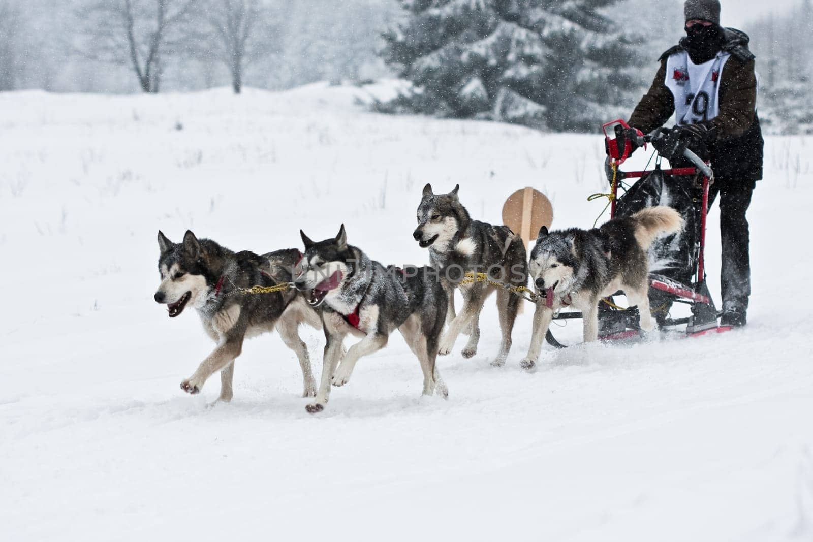 Huskies...