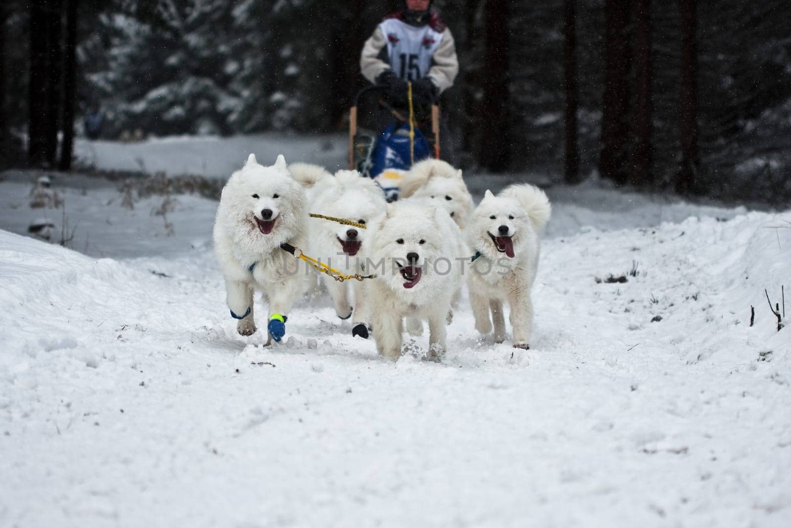 Samoyed....