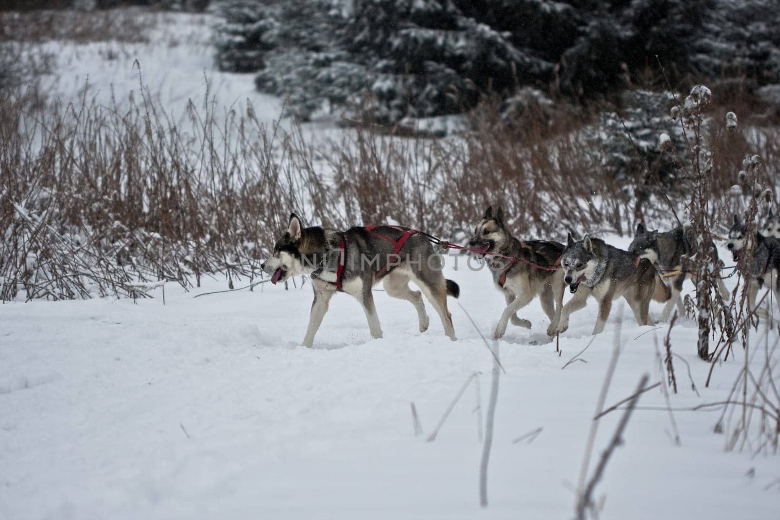Huskies.......