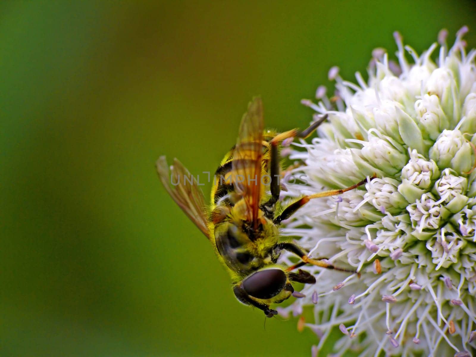 Hoverfly on thistle