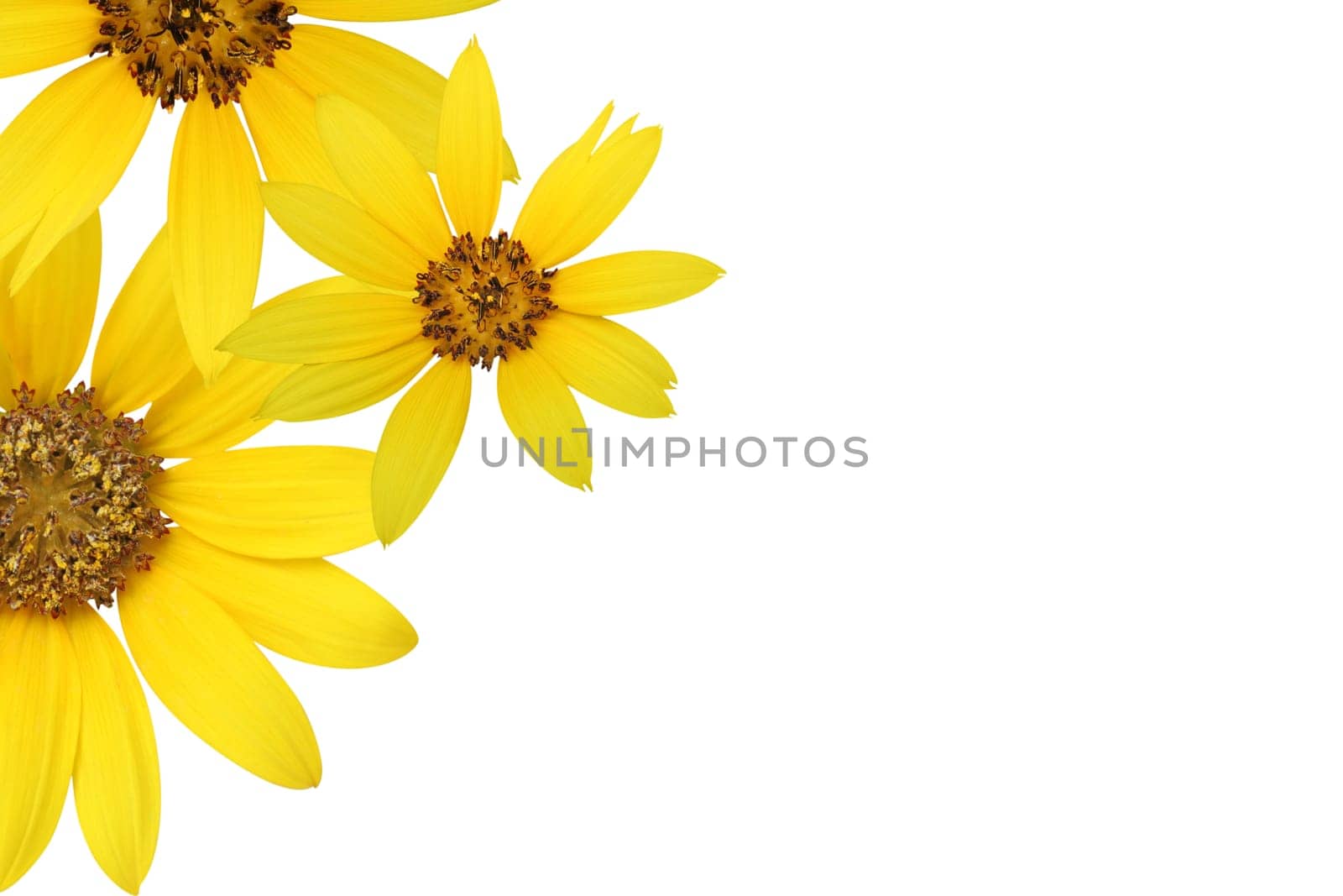 Sunflowers border