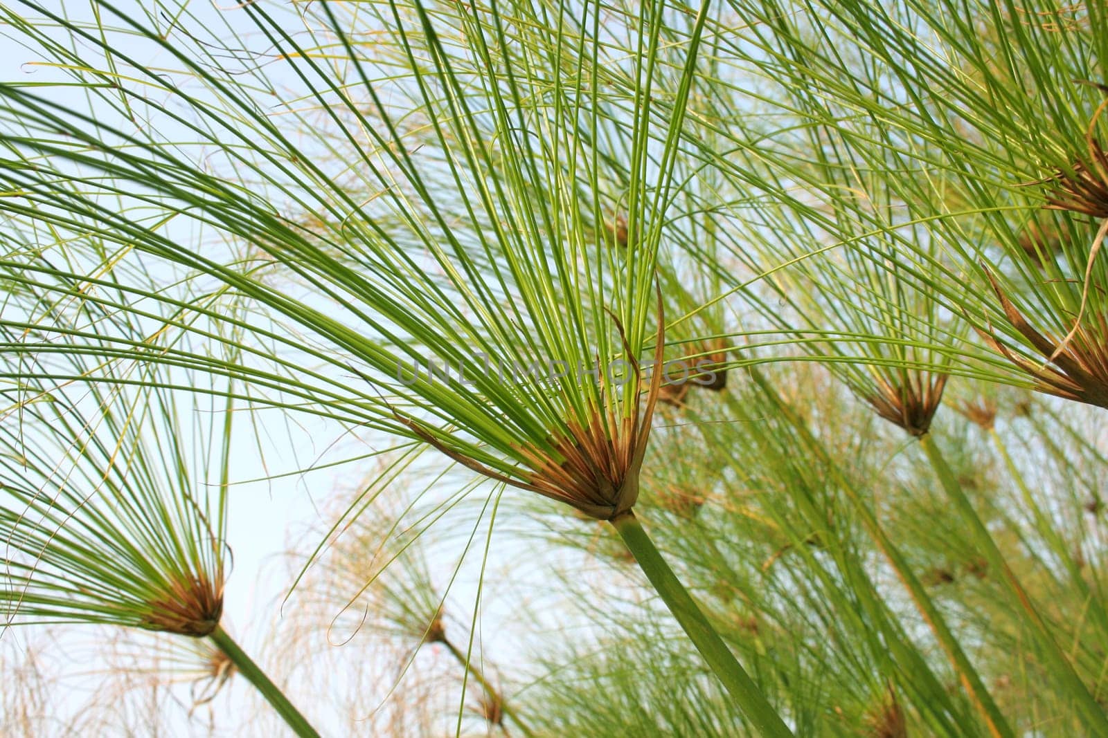 Green grass background