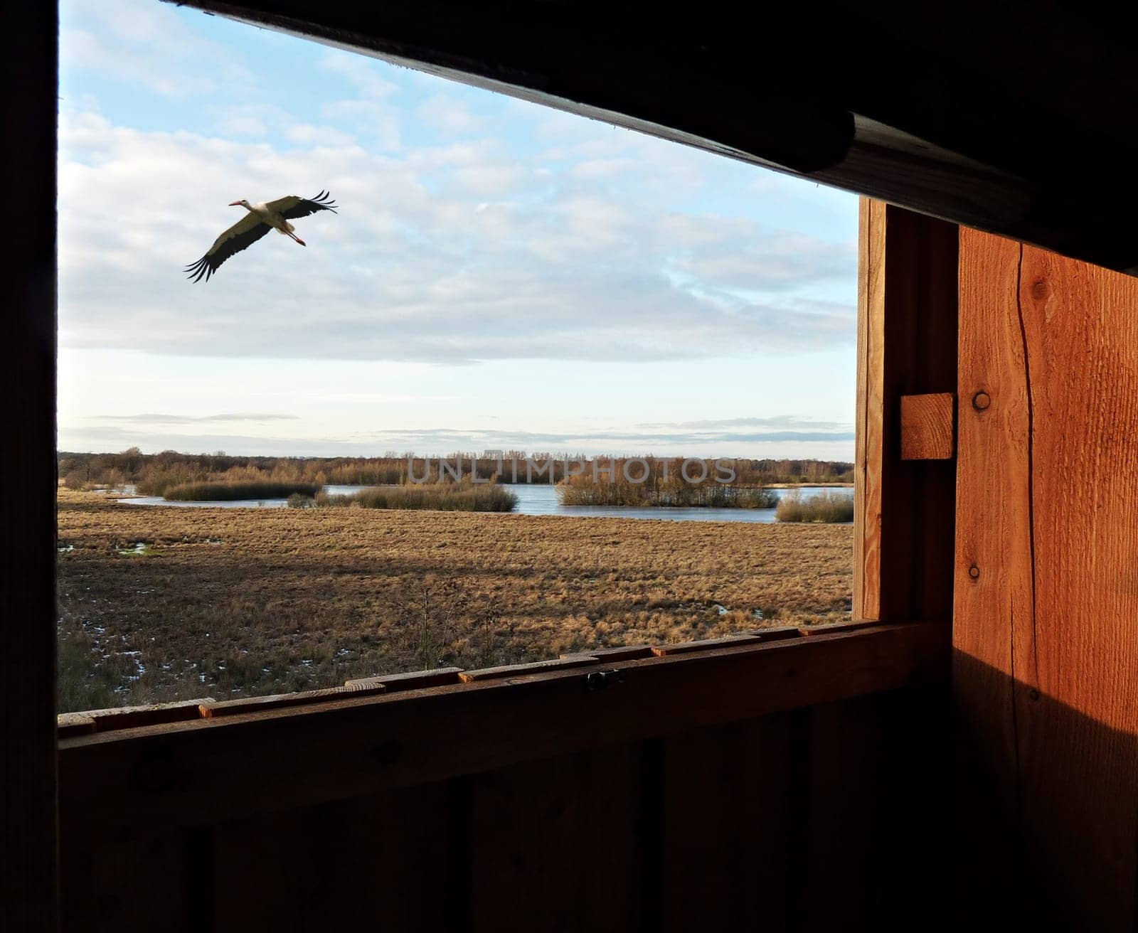 View with stork