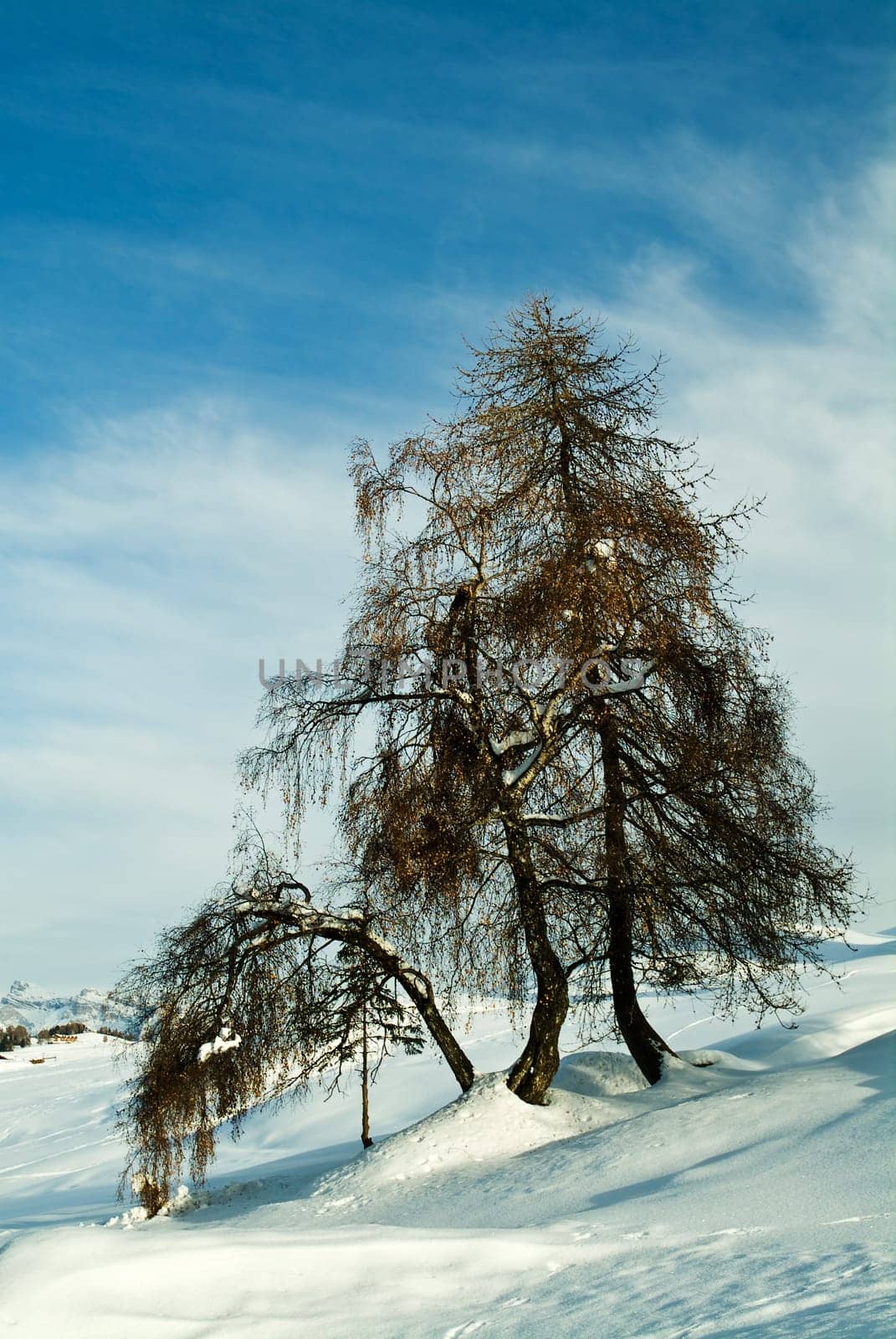 Tree in the snow
