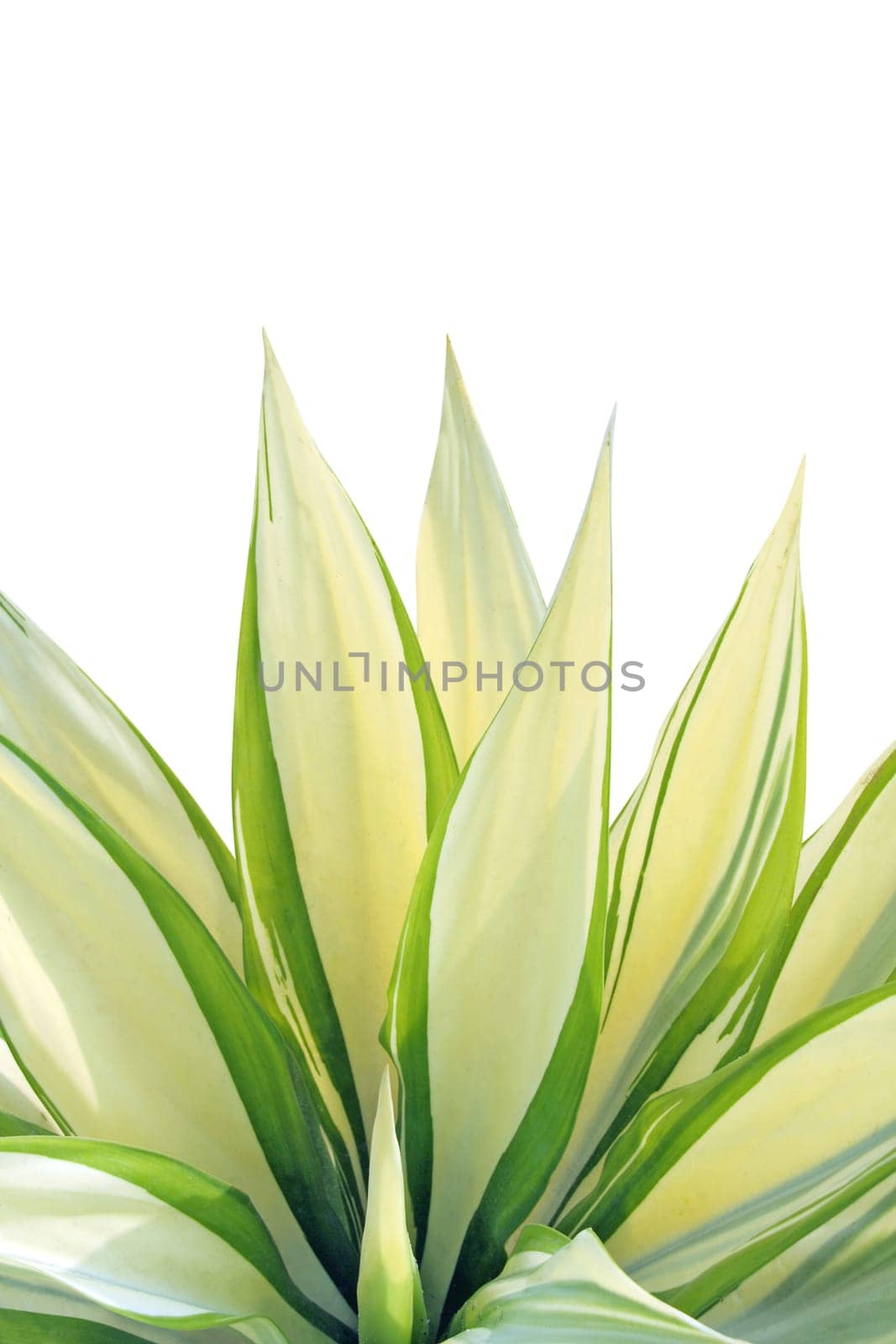 Fresh leaf on white background - Agave