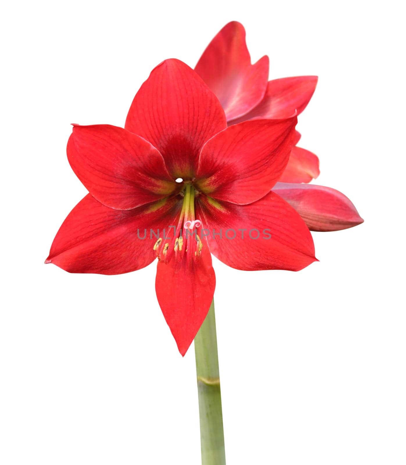 Red amaryllis on white background