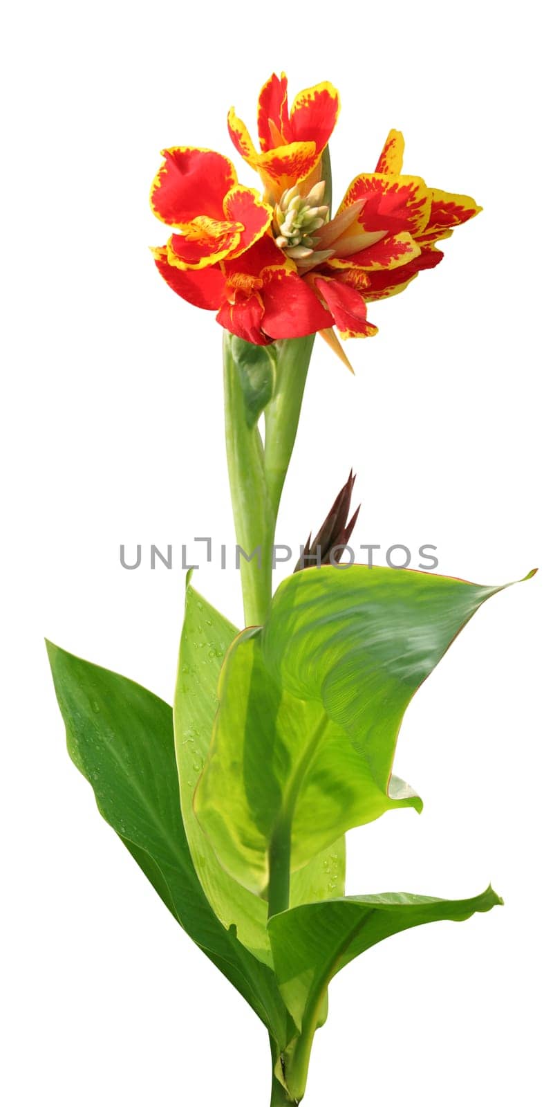 Tropical canna lily on white background