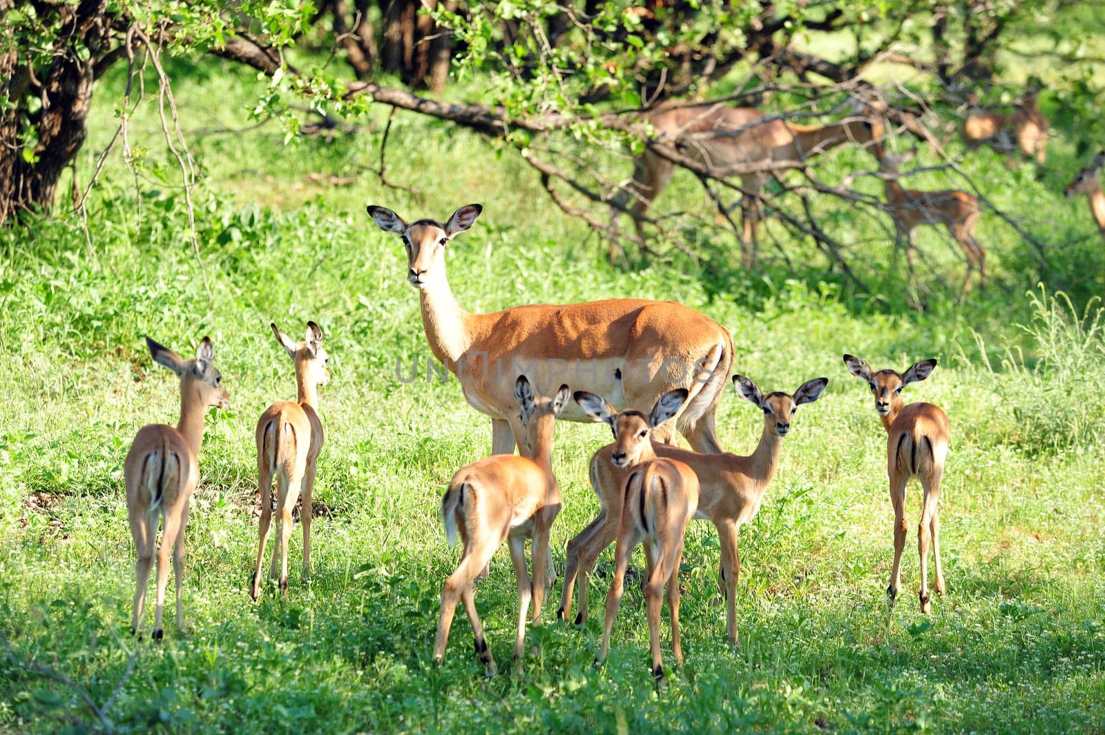 In the free-living herds of impalas in South Africa,a mother animal takes over the supervision of the young animals in rotation with others: a nursery. During this time,the other mothers can search for food undisturbed.