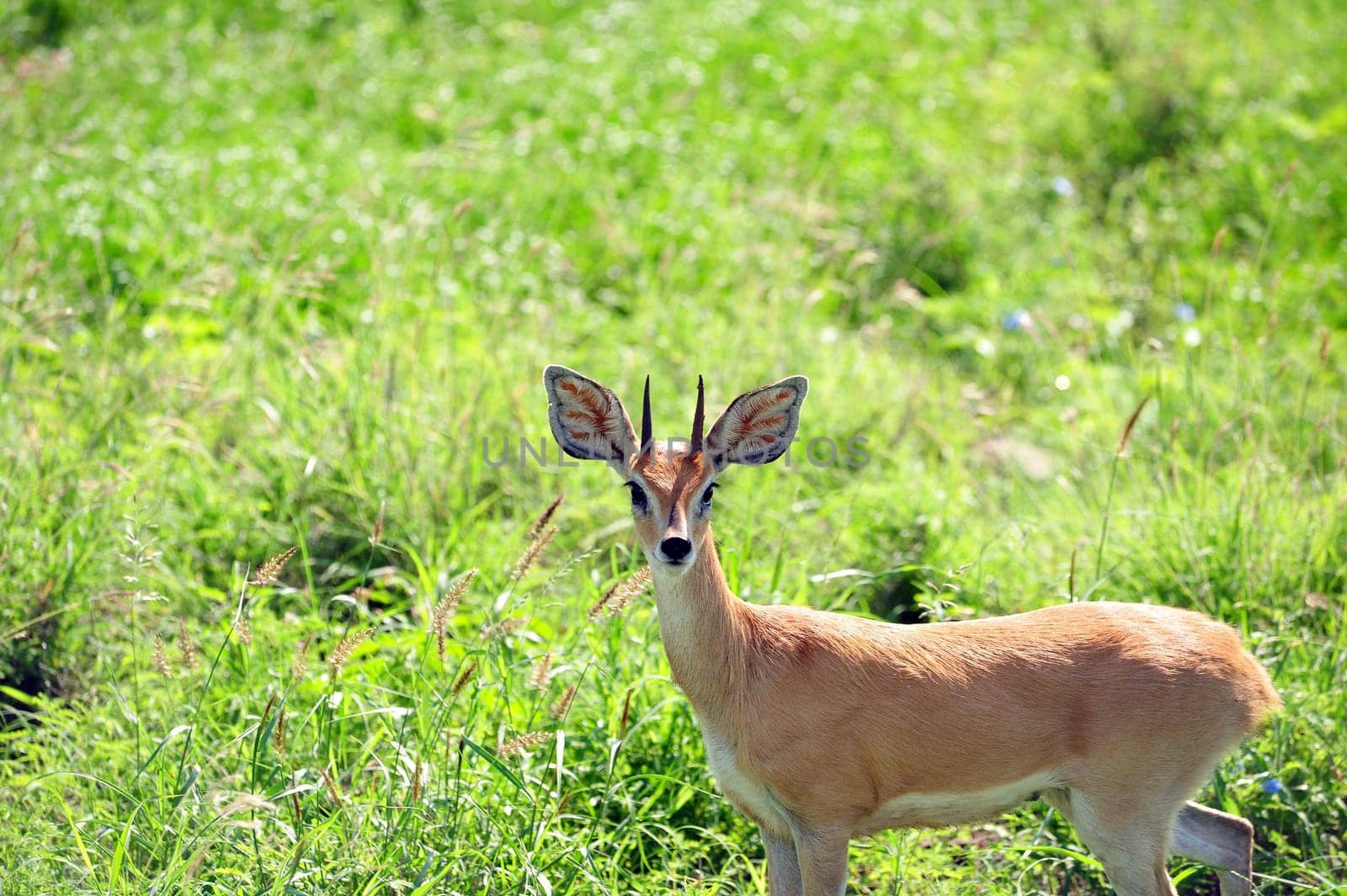 impala