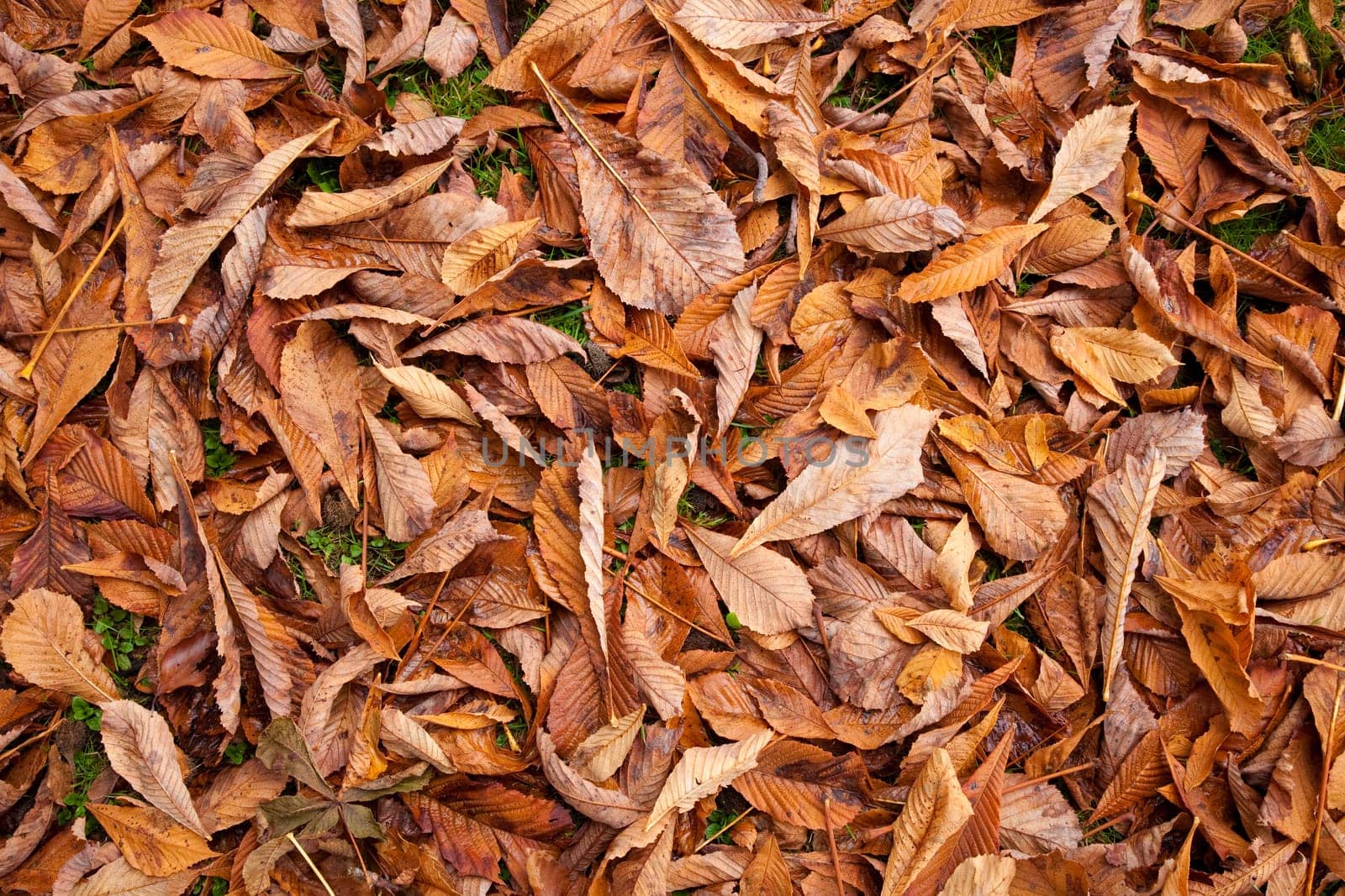 Autumn leaves