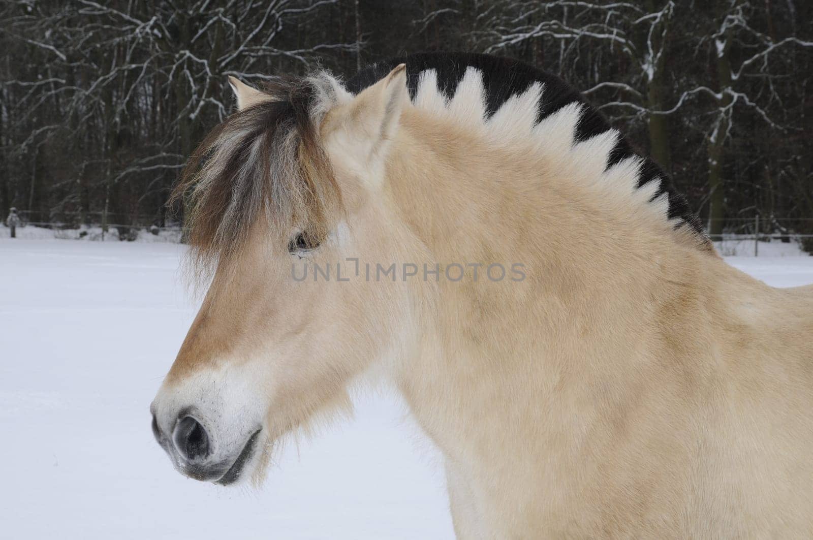 Fjord Horse