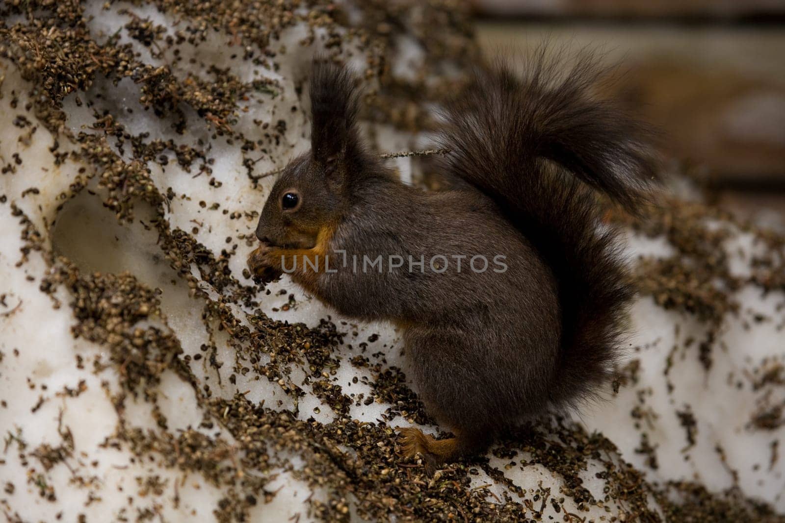 Squirrel