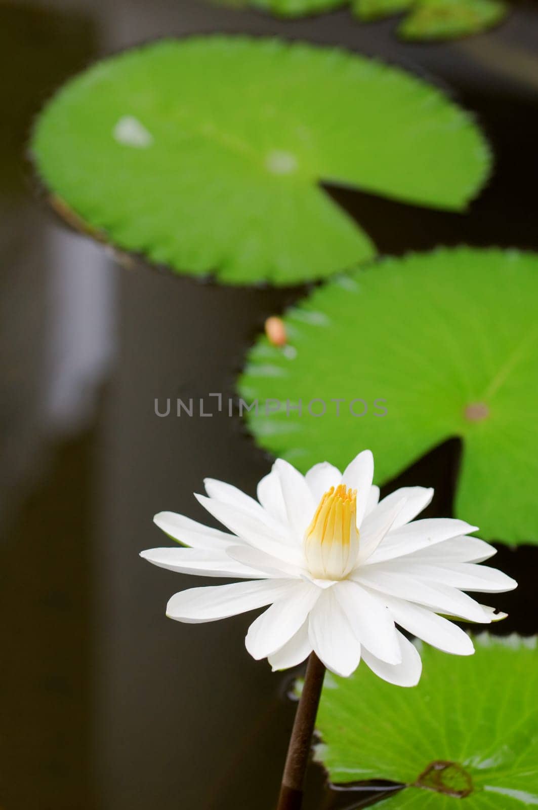 White water lilies