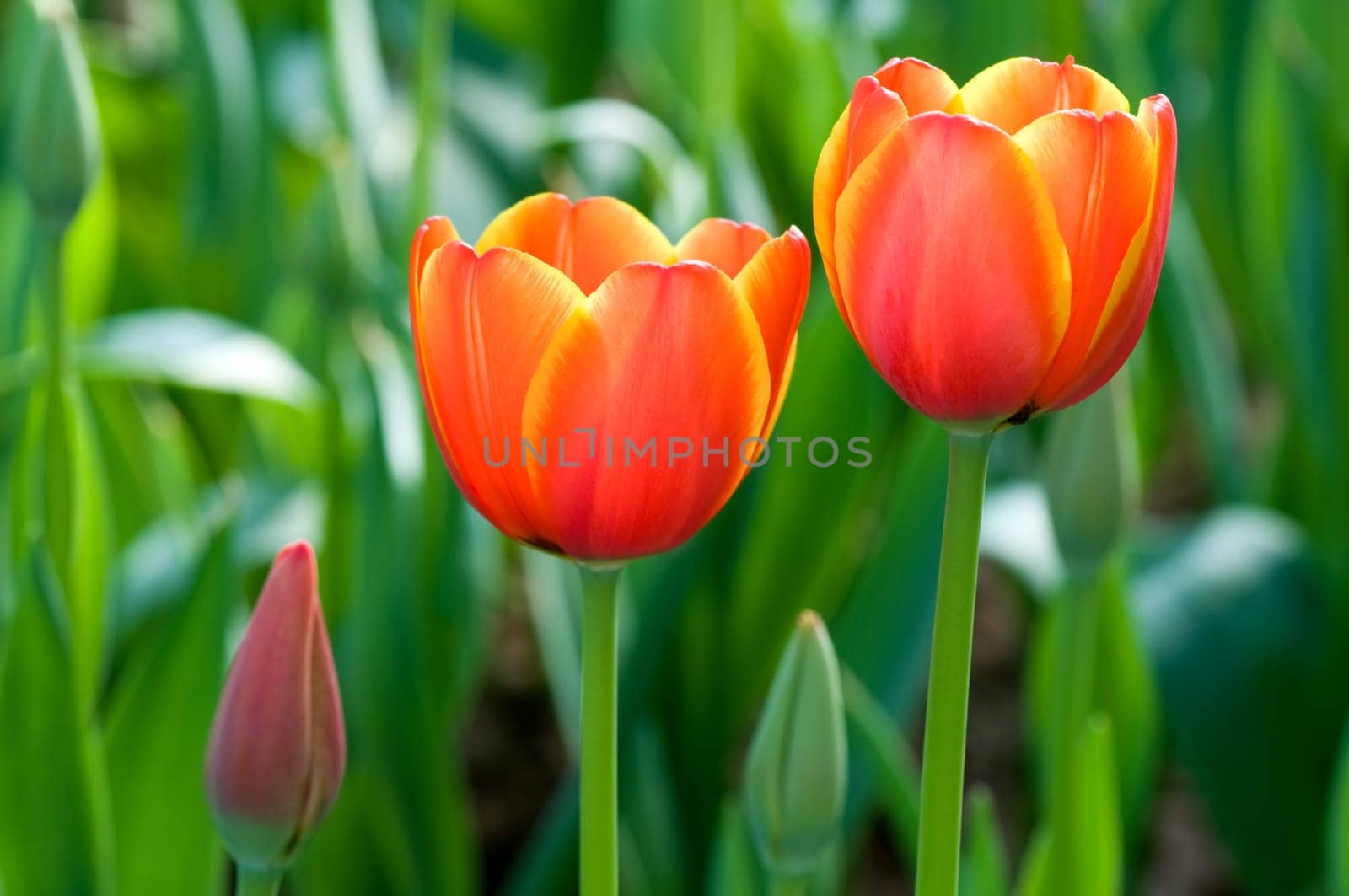 Tulip flowers