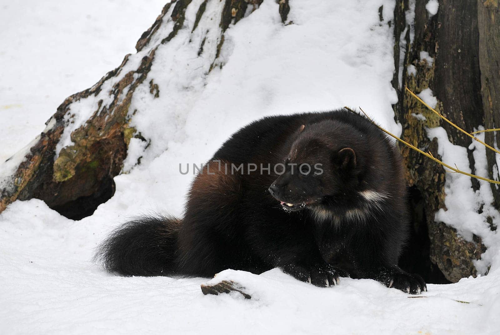 Wolverine in winter