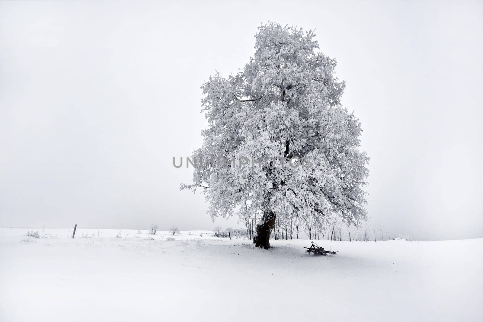 Winter magic......