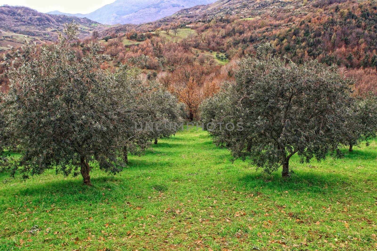 olive tree background