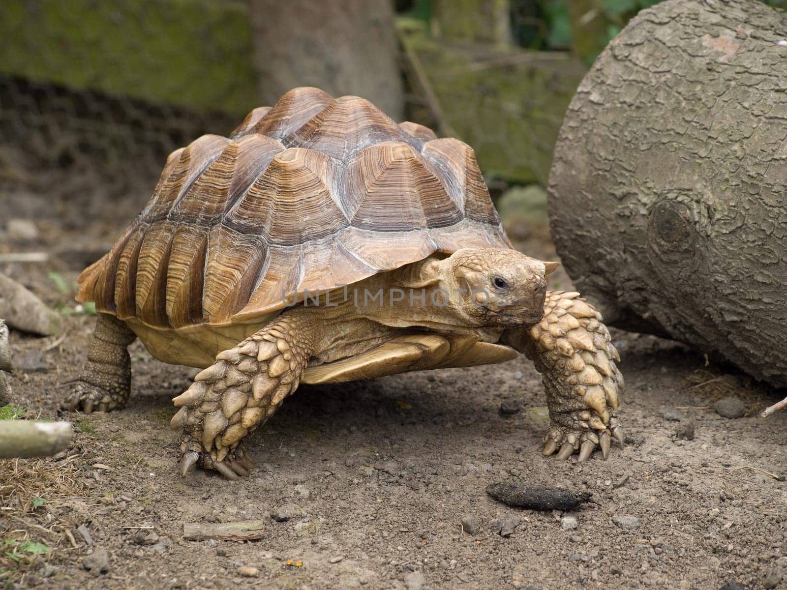 Tortoise