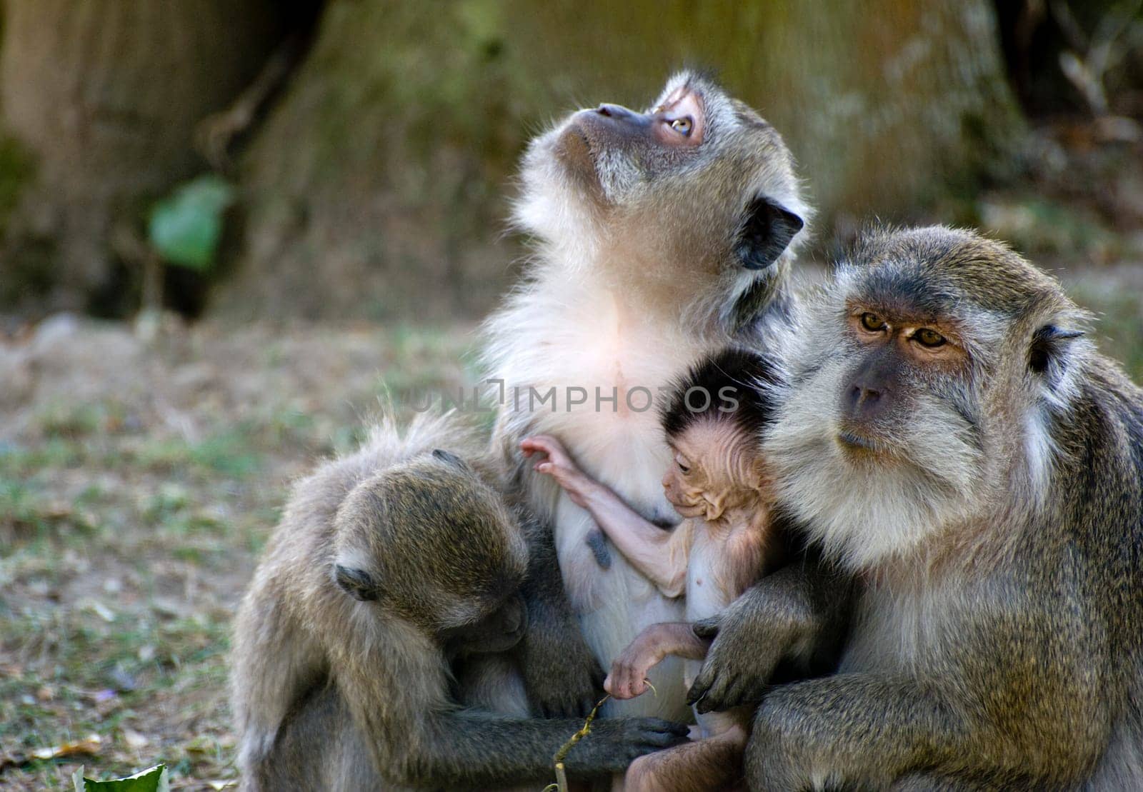 Monkey family