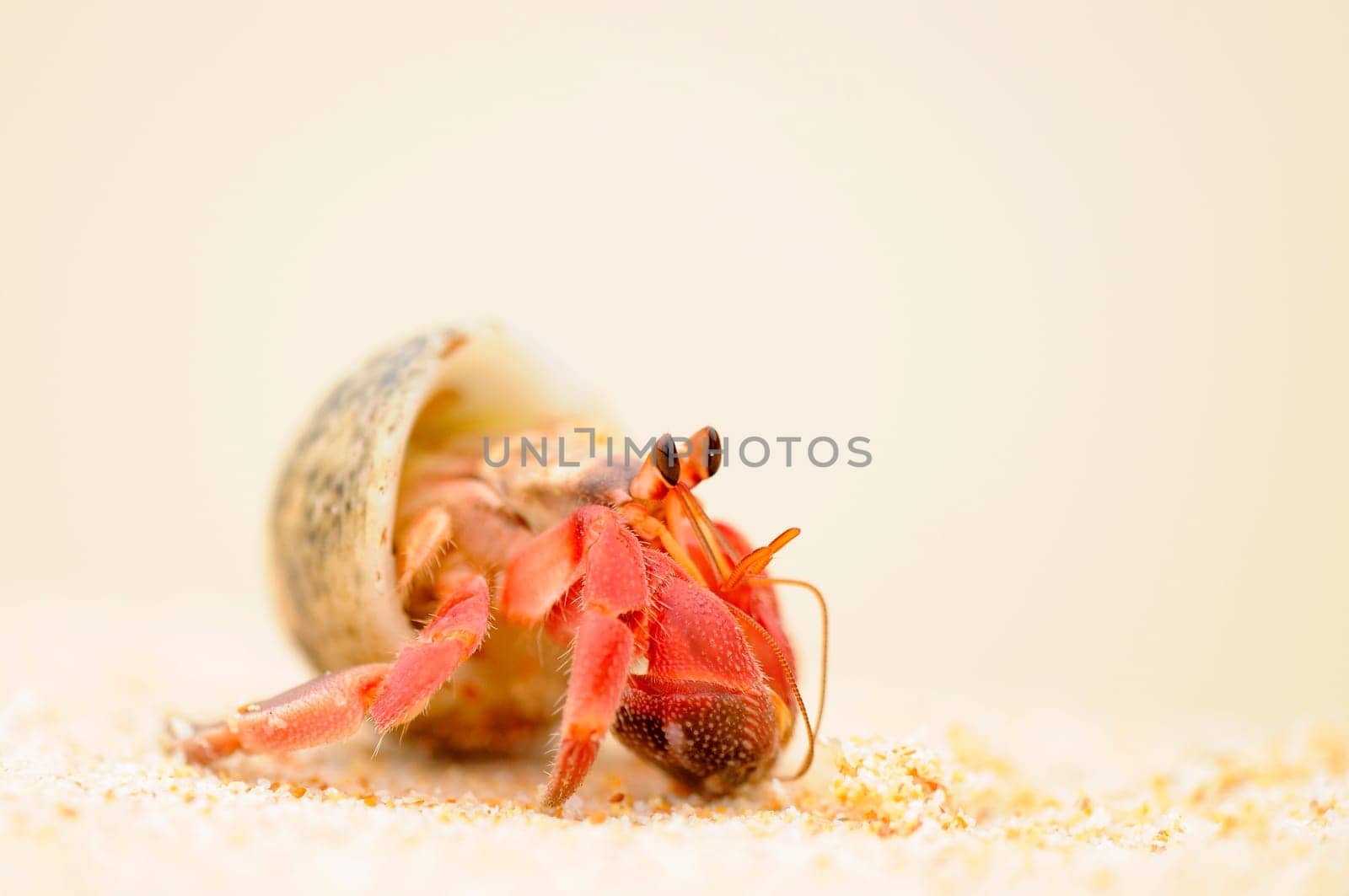 Hermit crab