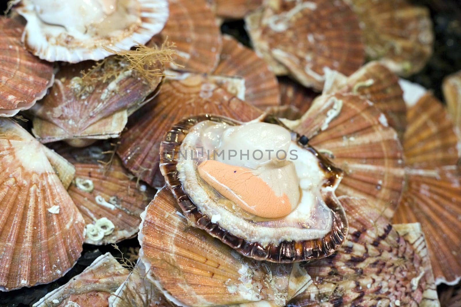 Scallops in the display of a shop