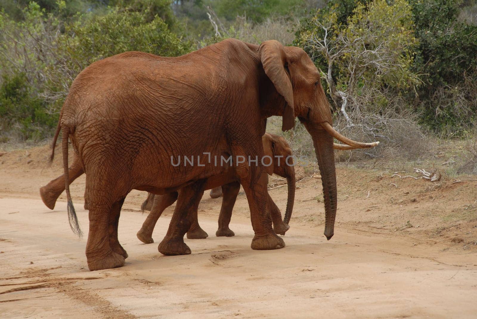 Elephant cow and cub