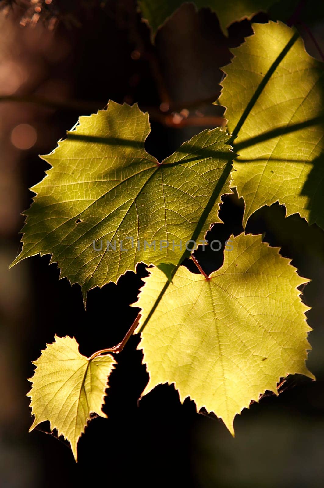 grapevine in the back lighting