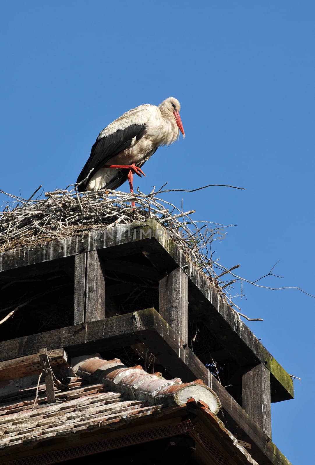 Recorded in the Spreewald