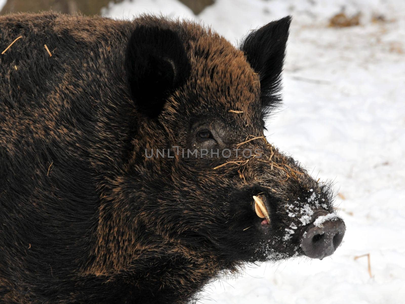 Boar in the snow