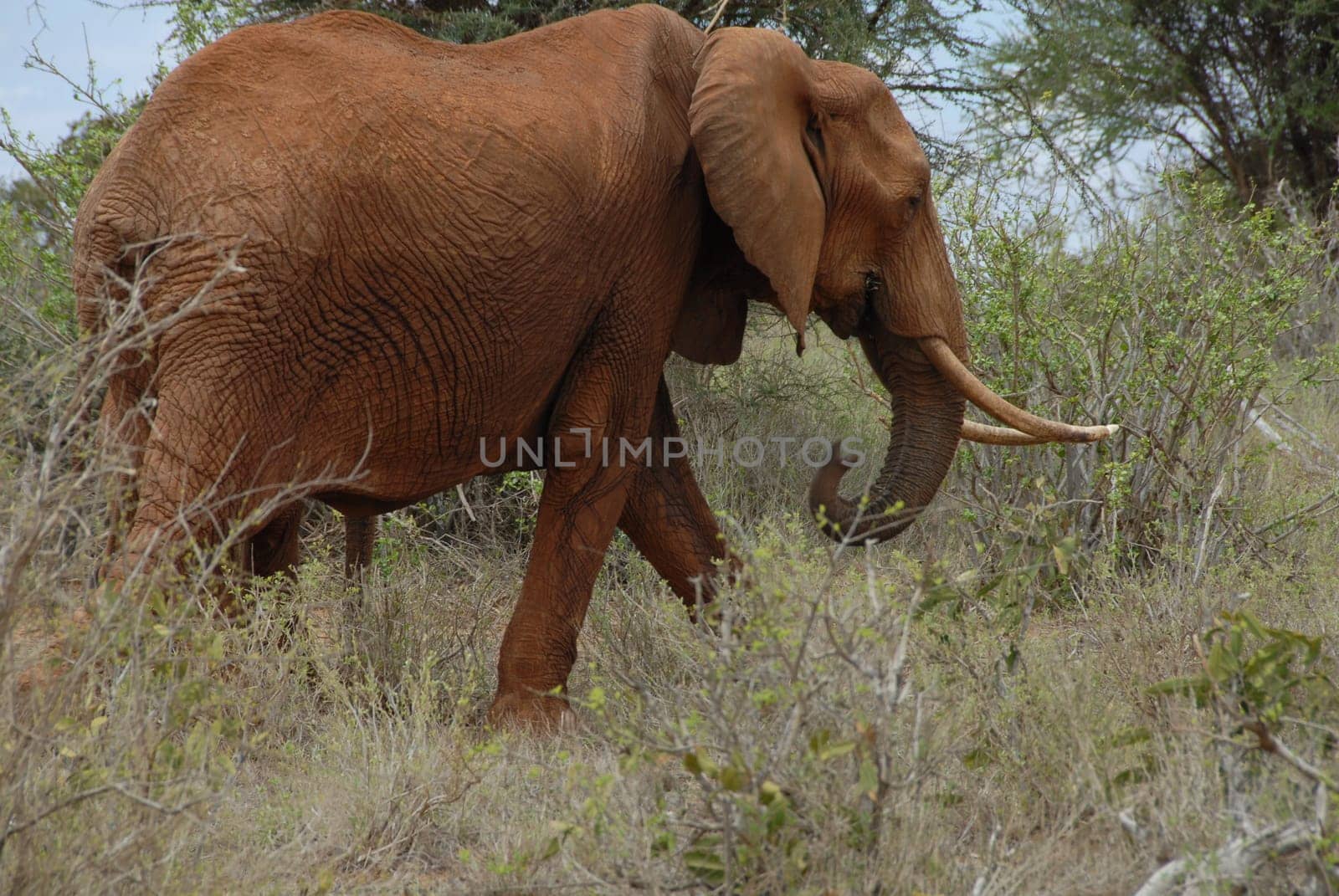 Elephant