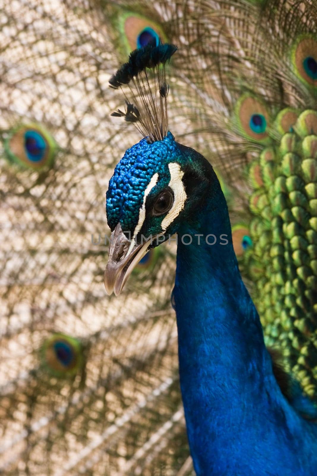 Portrait of blue peacock
