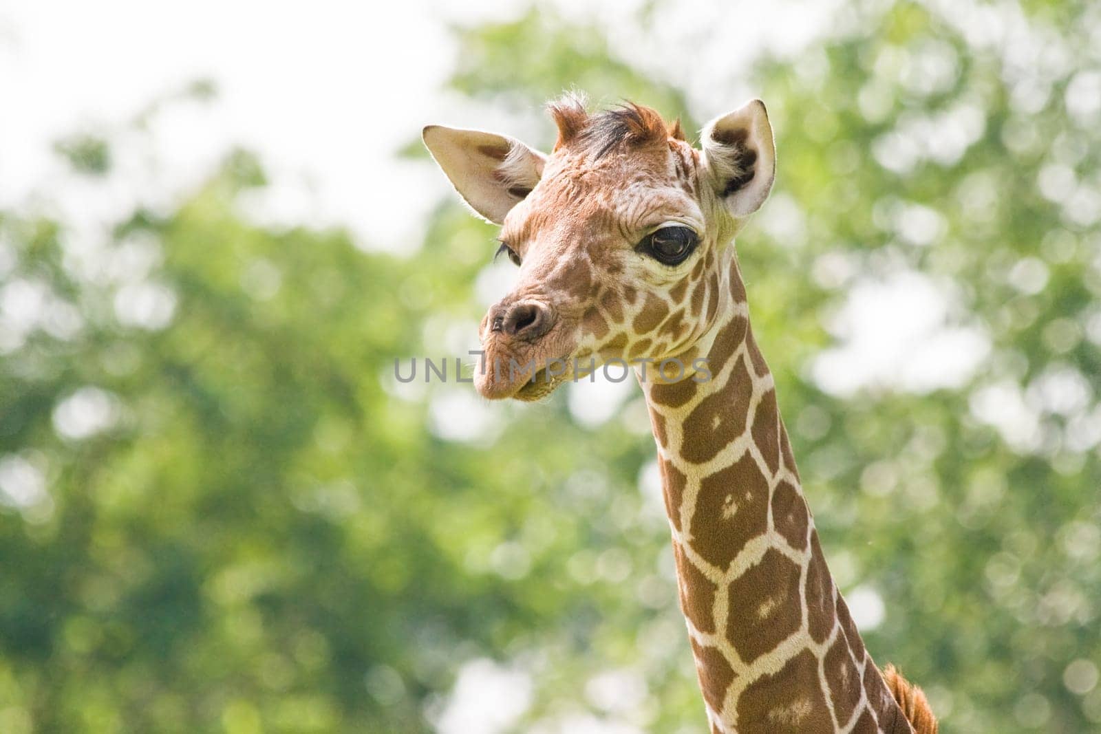 Baby giraffe looking