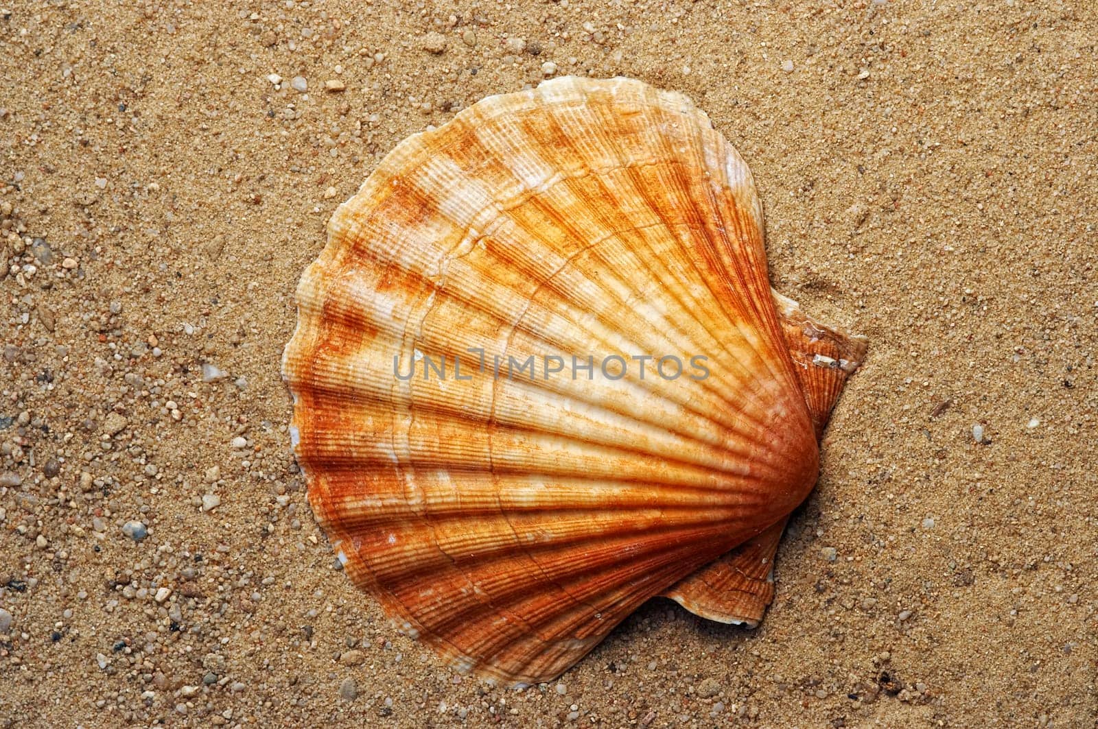 shell on the sand
