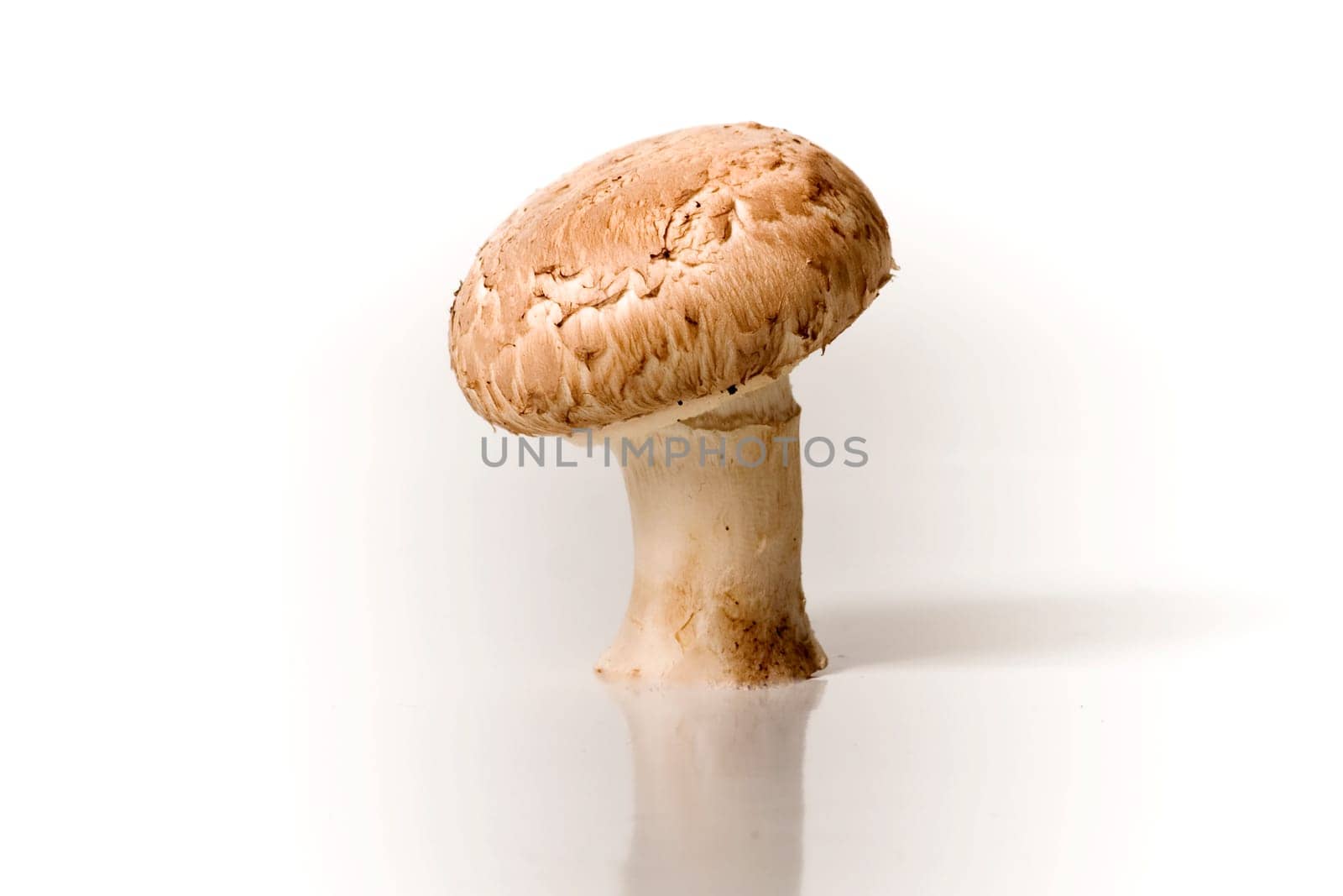 mushrooms wd446