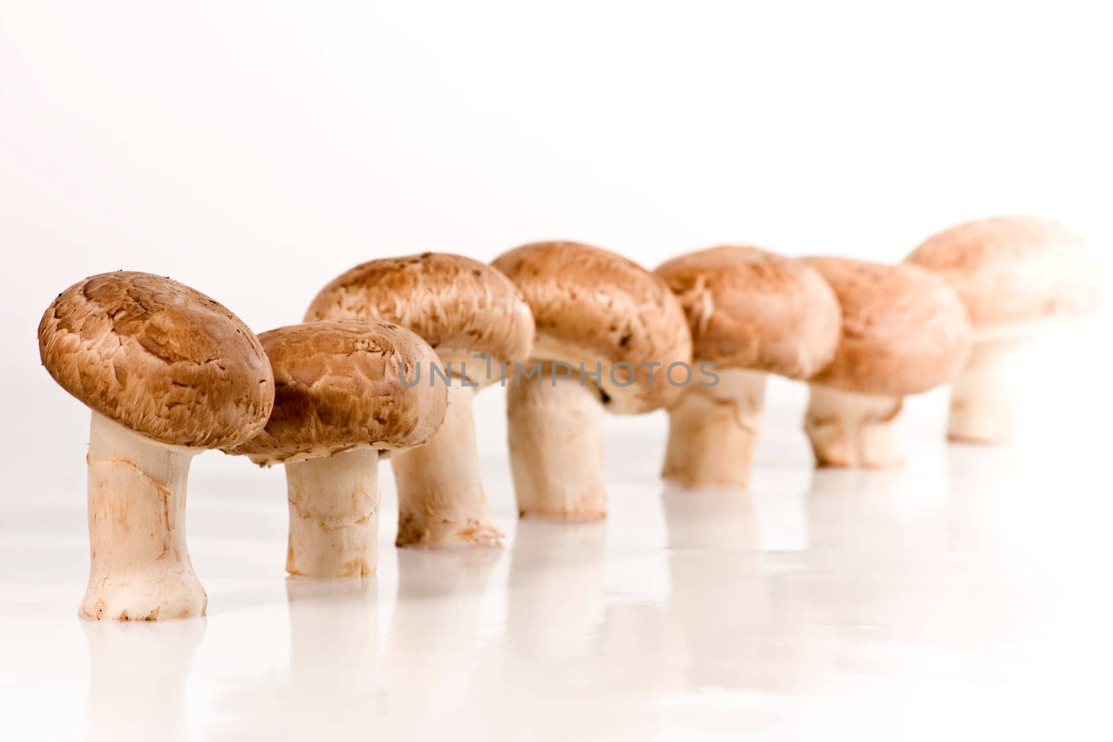 Mushrooms wd453