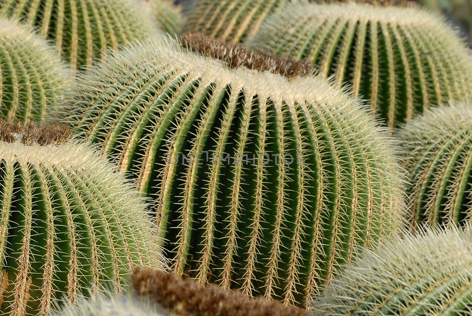 Cactus Pile