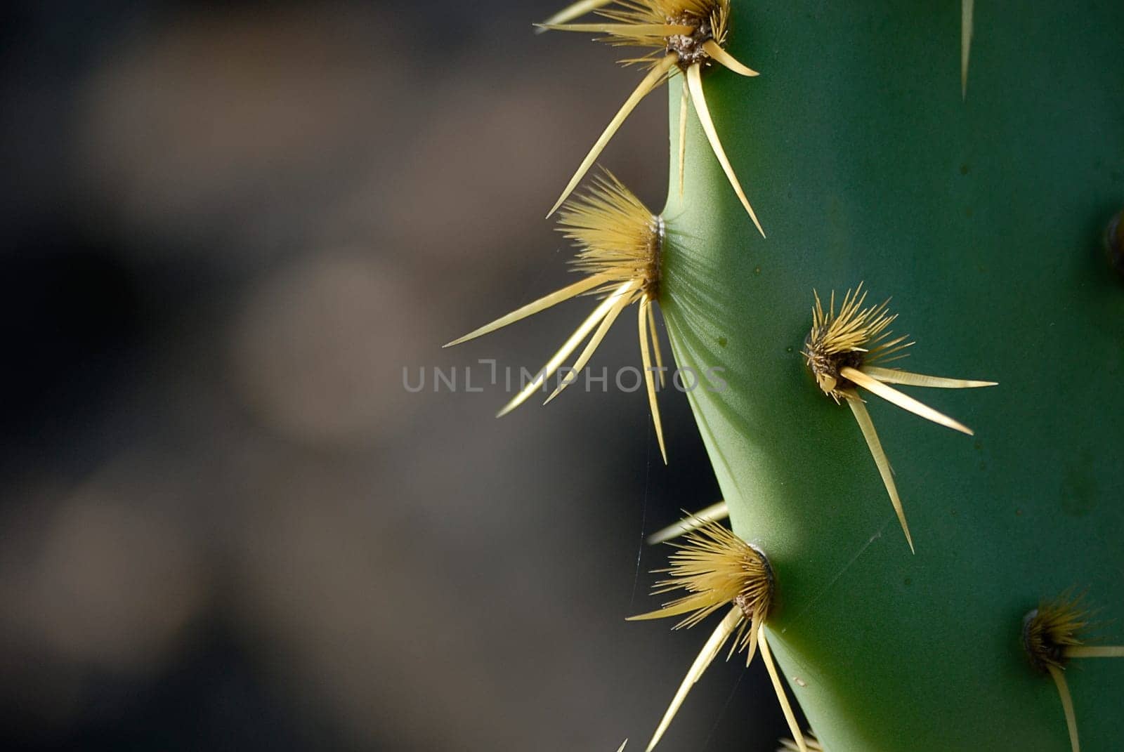 prickly