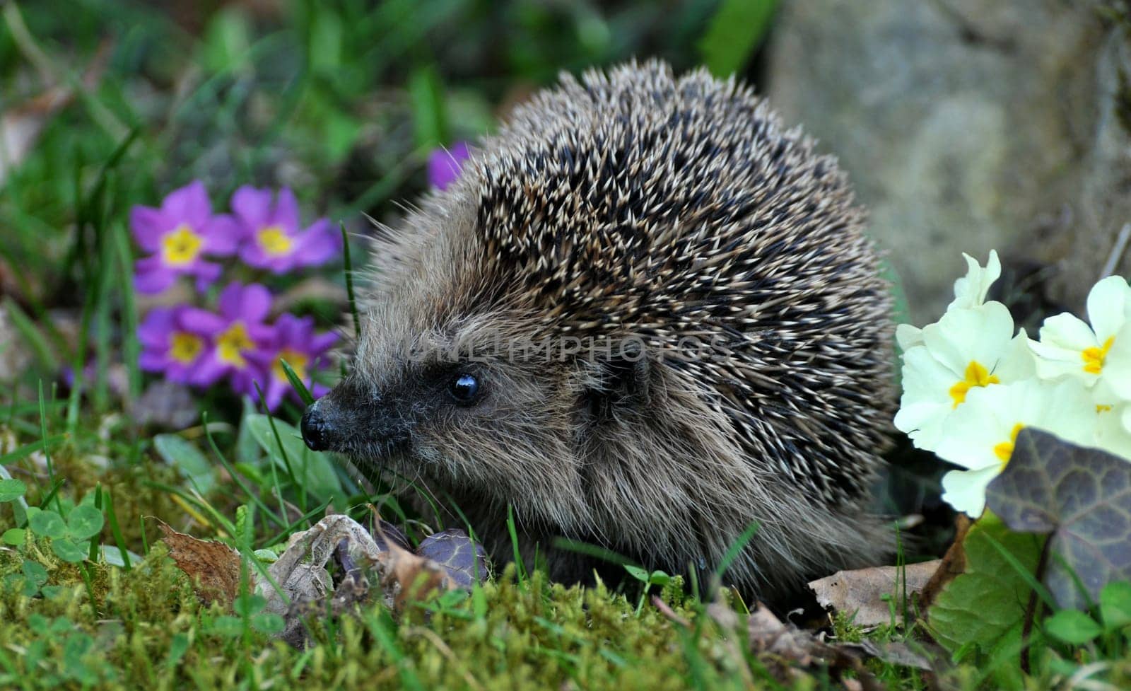 In spring