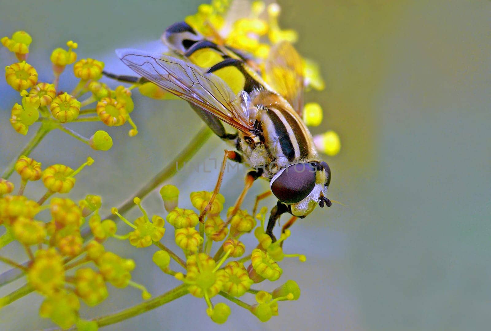 Sunfly hoverfly