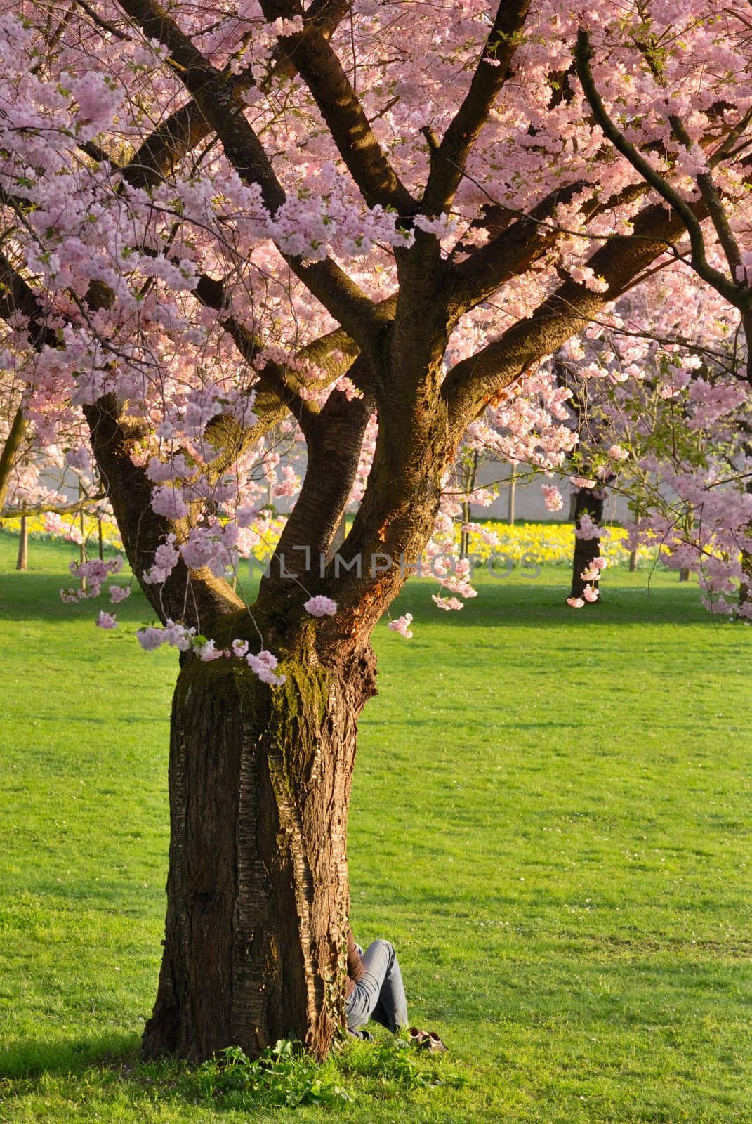 Cherry tree in full bloom