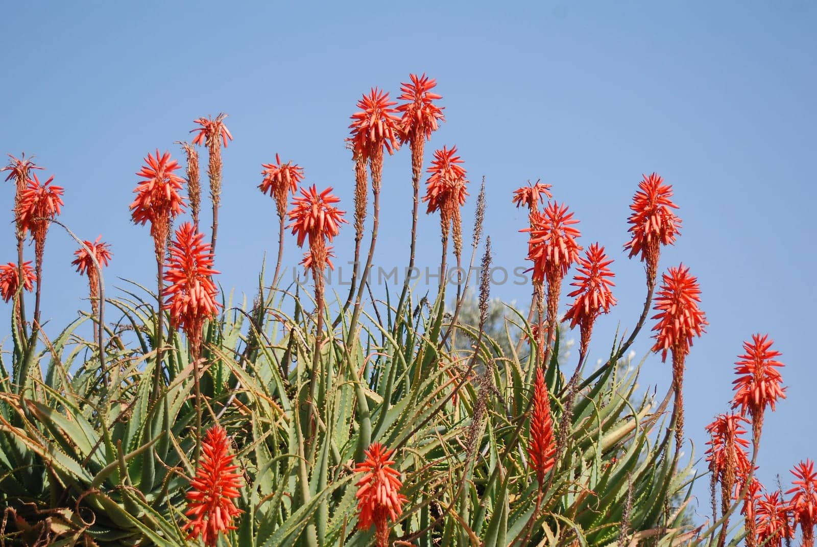 Aloe