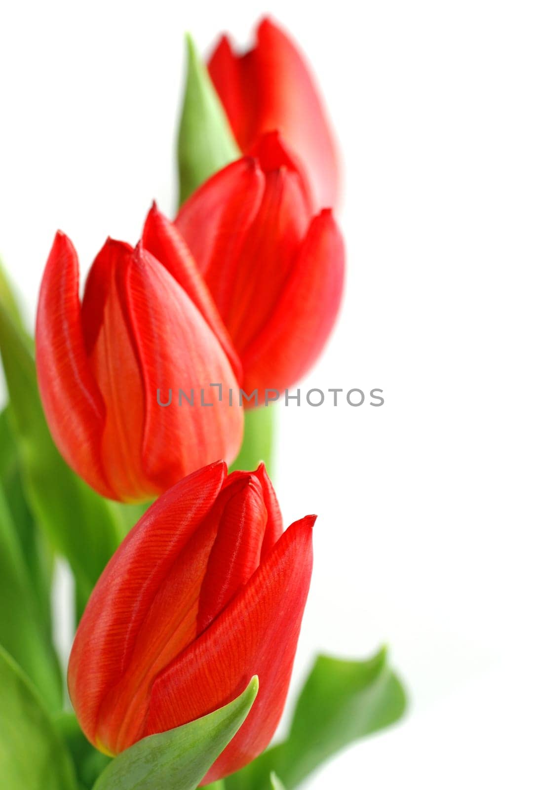 red tulips