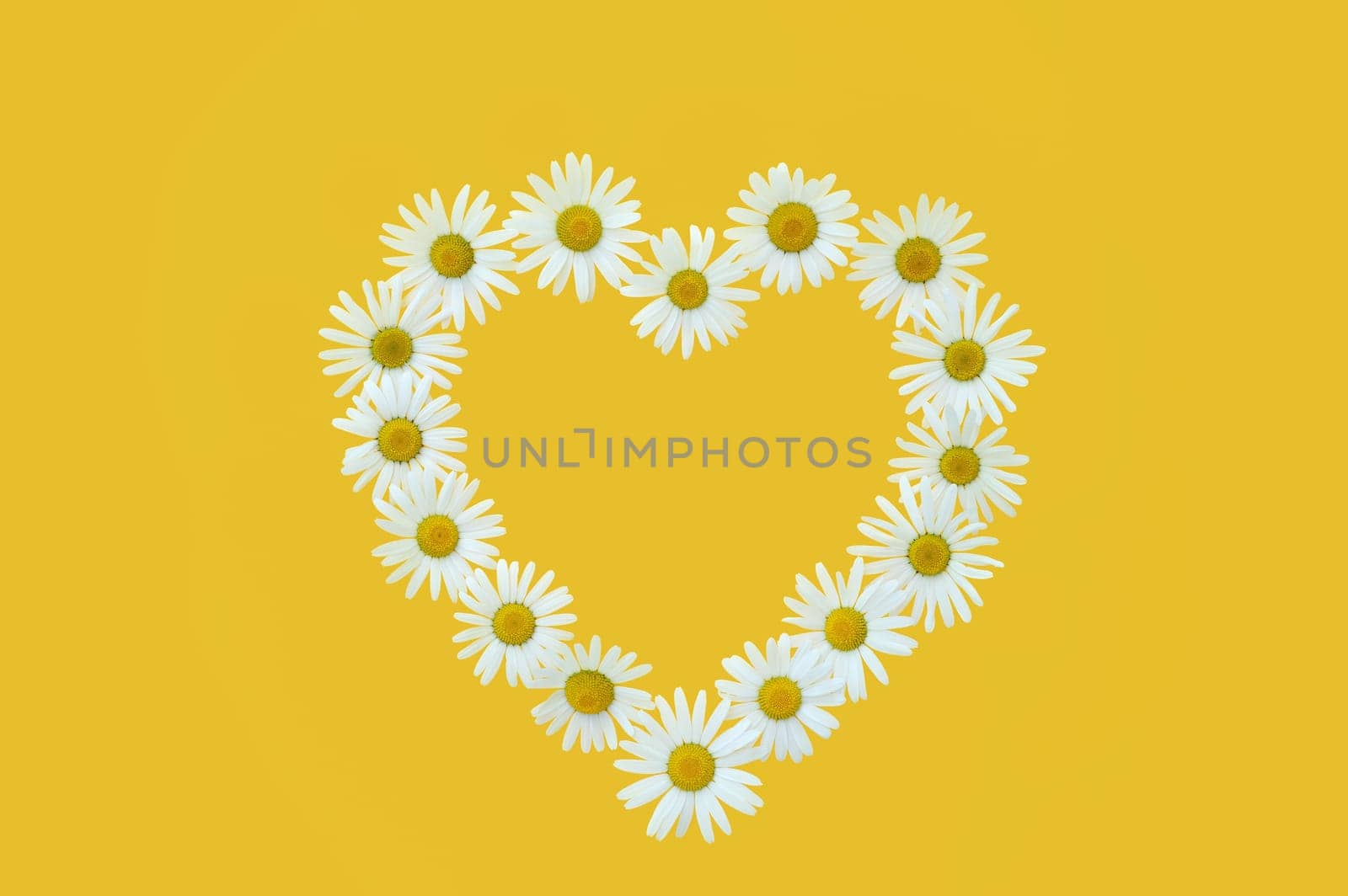 Daisy in love shape over yellow background
