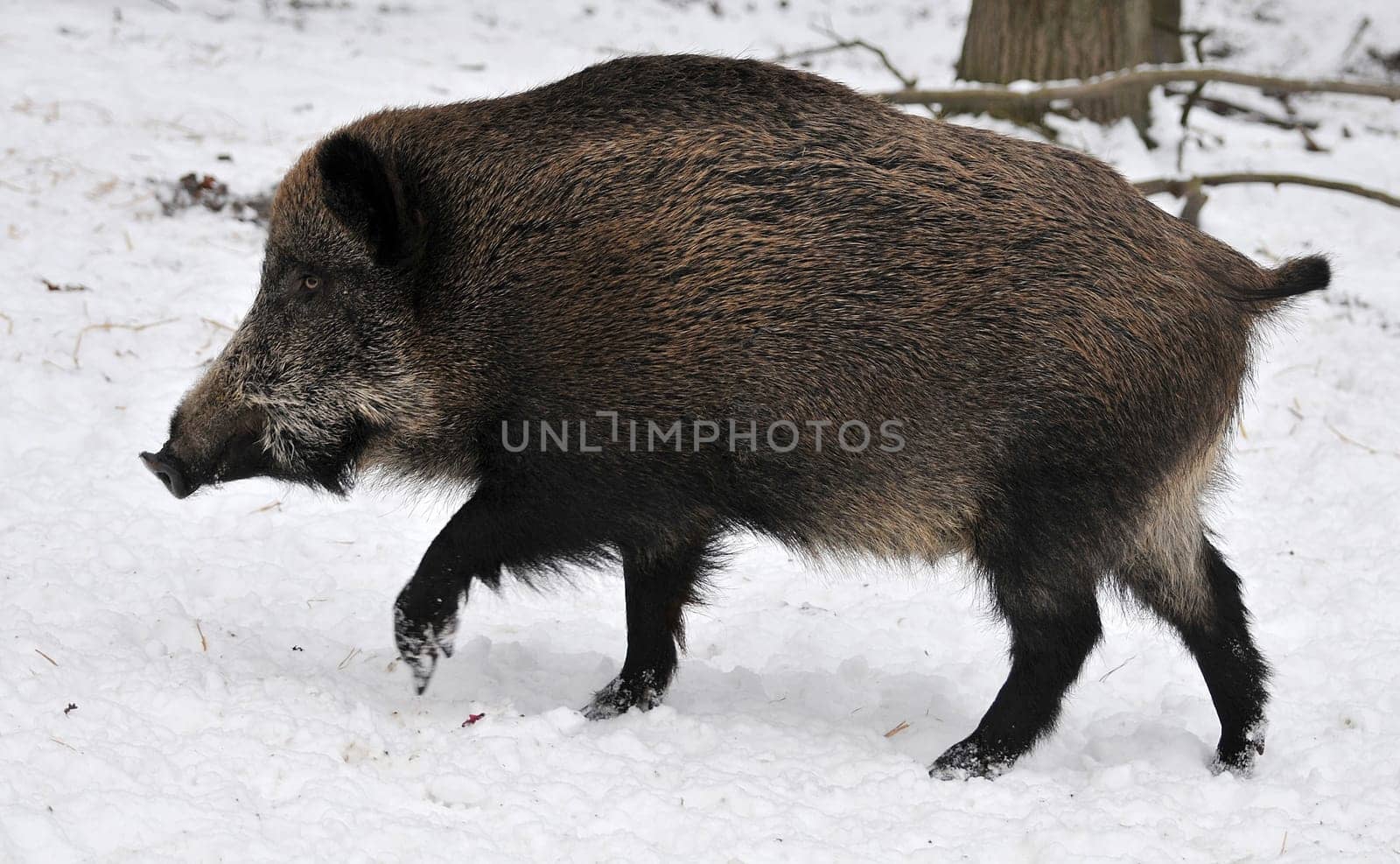Wild boar in winter