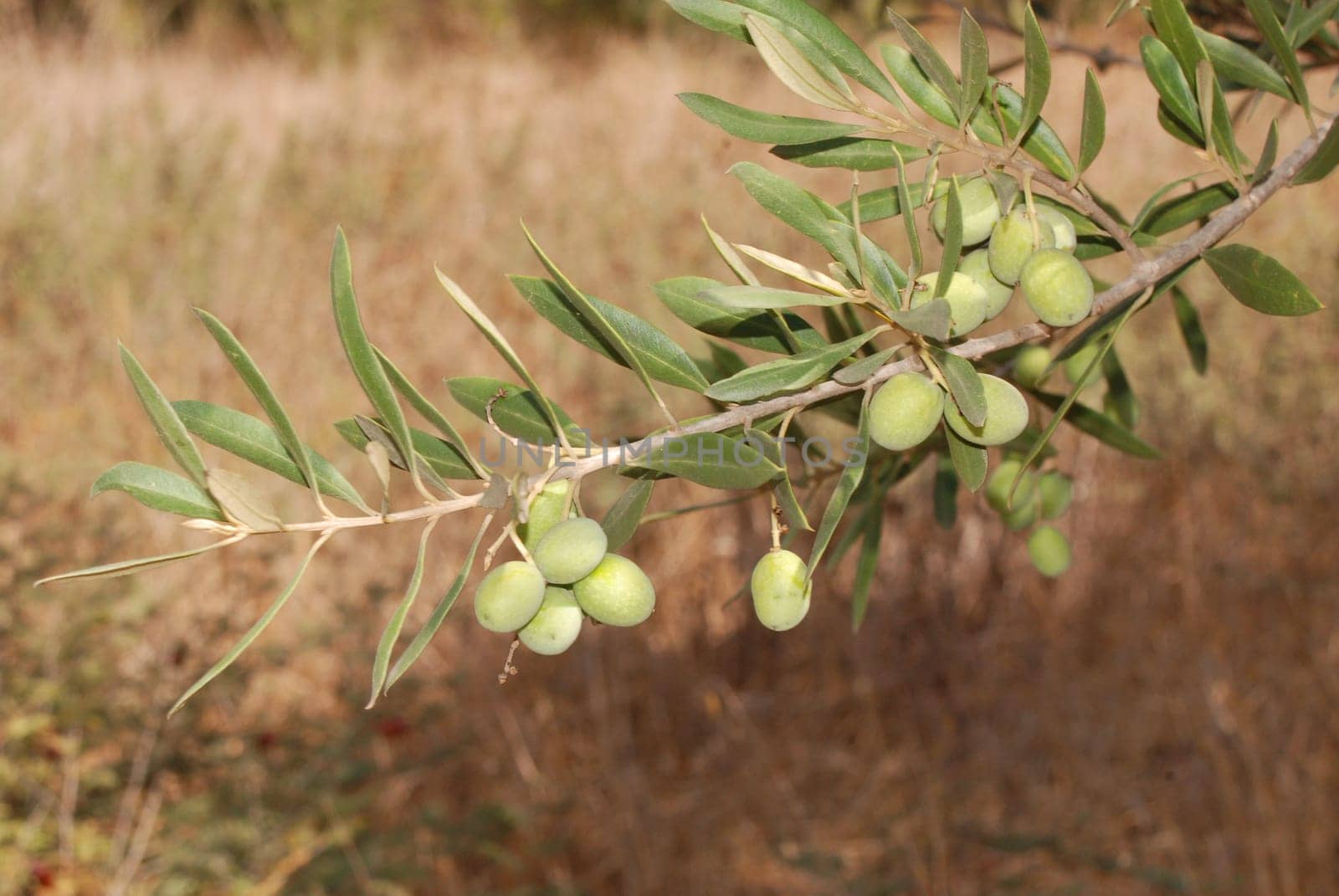 Olive tree