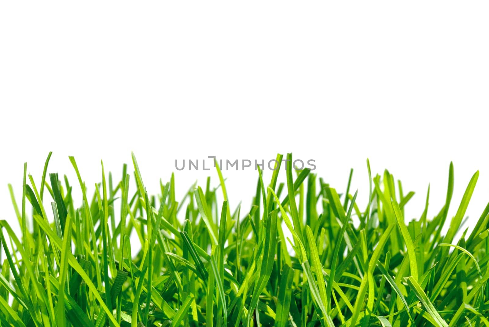 Grass carpet isolated